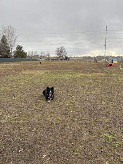 Unleashed Unlimited Private Dog Park