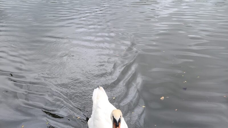 Cammanns Pond County Park - Merrick, NY