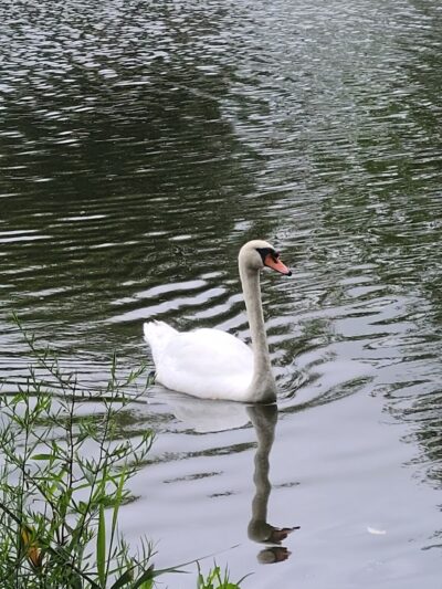 Cammanns Pond County Park - Merrick, NY