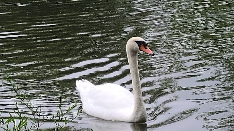 Cammanns Pond County Park - Merrick, NY