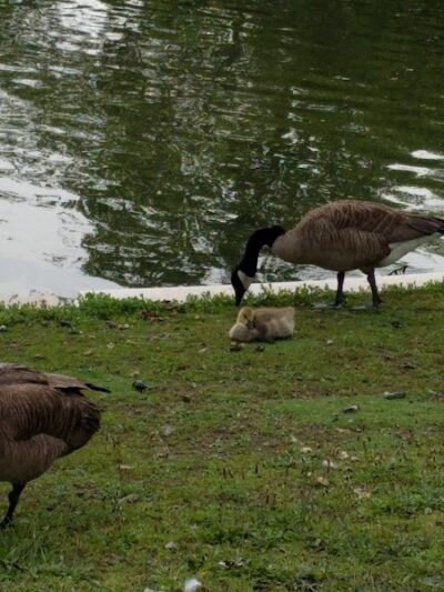 Cammanns Pond County Park - Merrick, NY