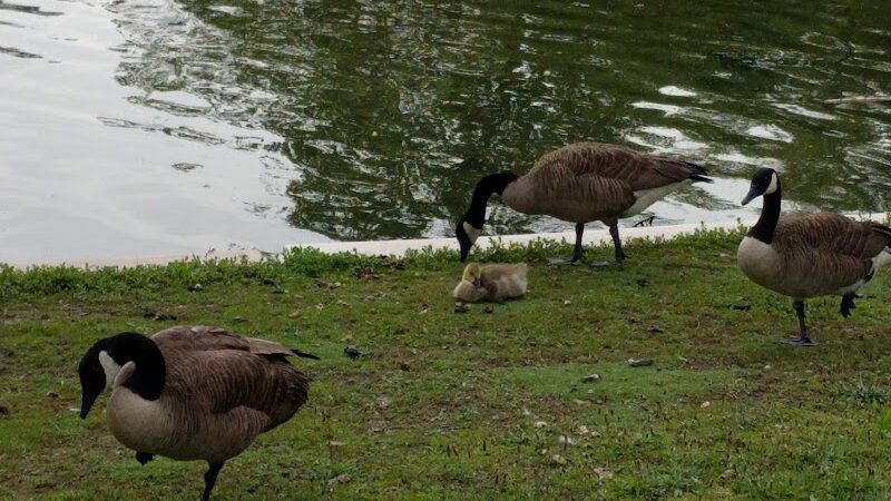 Cammanns Pond County Park - Merrick, NY