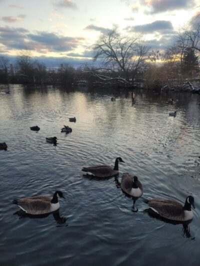 Cammanns Pond County Park - Merrick, NY