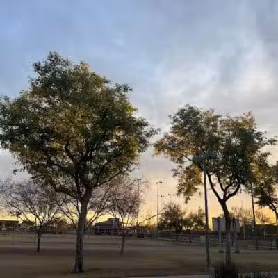 Quail Run Park Off Leash Dog Area - Mesa, AZ