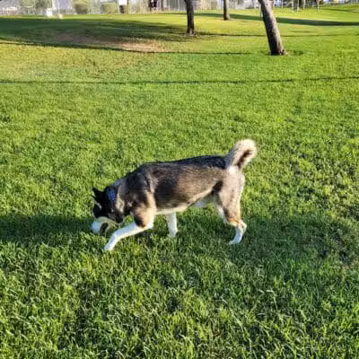 Quail Run Park Off Leash Dog Area - Mesa, AZ
