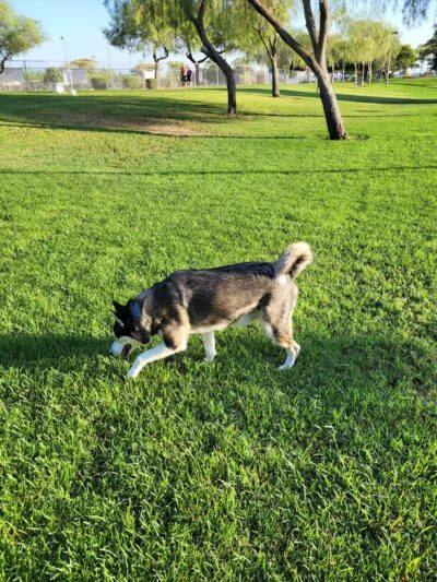Quail Run Park Off Leash Dog Area - Mesa, AZ