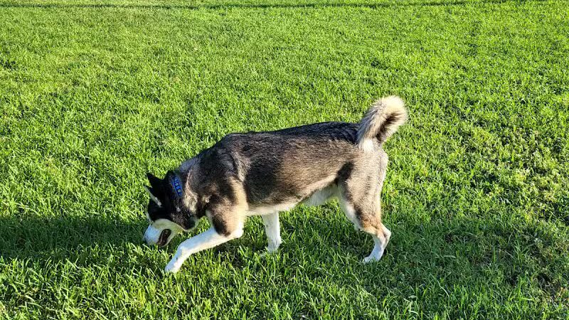 Quail Run Park Off Leash Dog Area - Mesa, AZ