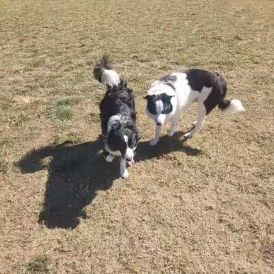 Quail Run Park Off Leash Dog Area - Mesa, AZ