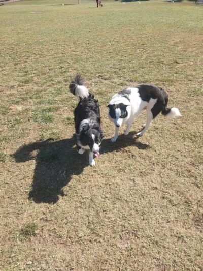 Quail Run Park Off Leash Dog Area - Mesa, AZ