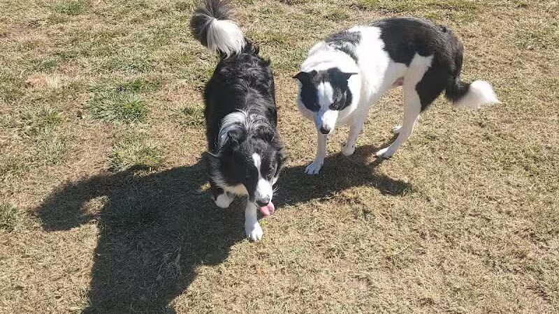 Quail Run Park Off Leash Dog Area - Mesa, AZ