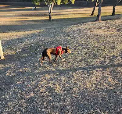 Quail Run Park Off Leash Dog Area - Mesa, AZ