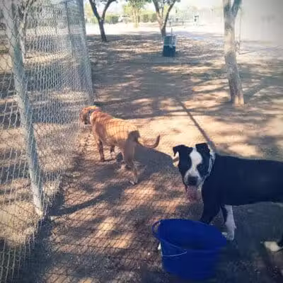 Quail Run Park Off Leash Dog Area - Mesa, AZ