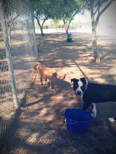 Quail Run Park Off Leash Dog Area - Mesa, AZ