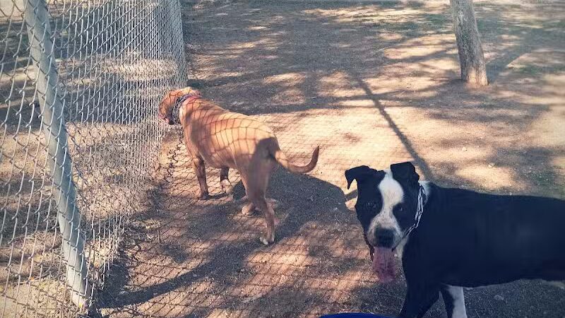 Quail Run Park Off Leash Dog Area - Mesa, AZ