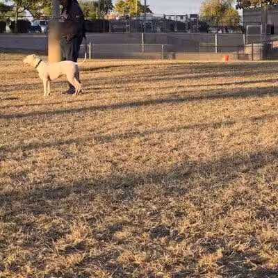 Quail Run Park Off Leash Dog Area - Mesa, AZ