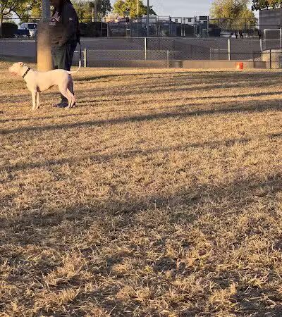 Quail Run Park Off Leash Dog Area - Mesa, AZ