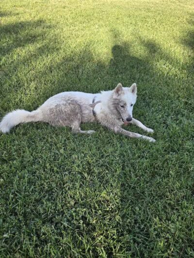 Quail Run Park Off Leash Dog Area - Mesa, AZ