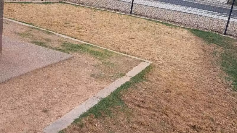 Dog Park - Mesa, AZ
