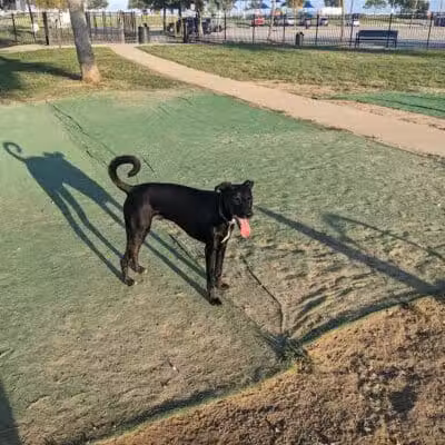 Bonnabel Dog Park - Metairie, LA