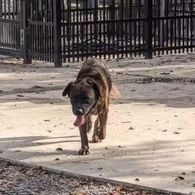 Pontiff Park Dog Park - Metairie, LA