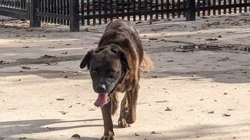 Pontiff Park Dog Park - Metairie, LA