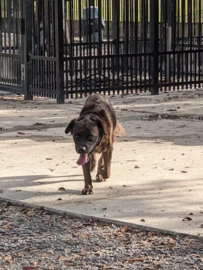 Pontiff Park Dog Park - Metairie, LA