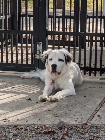 Pontiff Park Dog Park - Metairie, LA