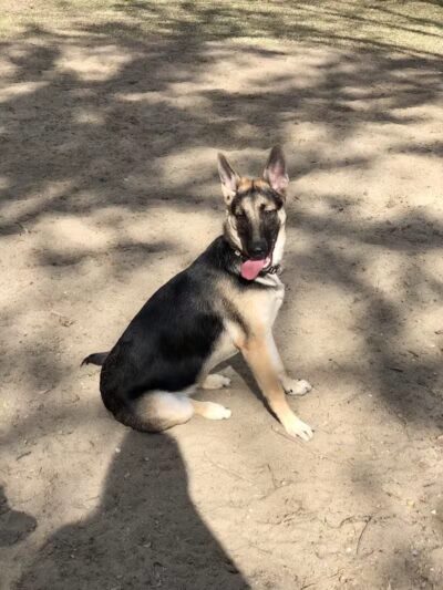 Pontiff Park Dog Park - Metairie, LA