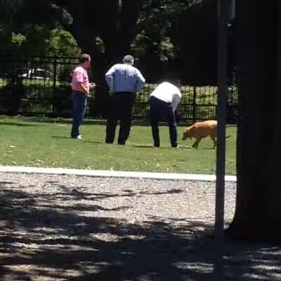 Pontiff Park Dog Park - Metairie, LA