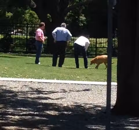 Pontiff Park Dog Park - Metairie, LA