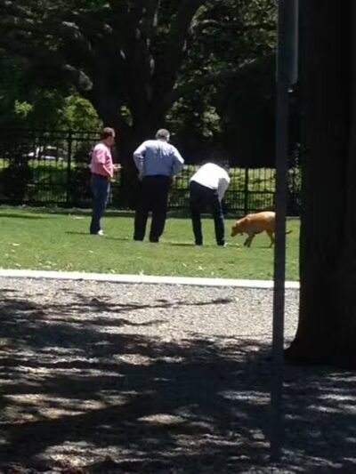 Pontiff Park Dog Park - Metairie, LA