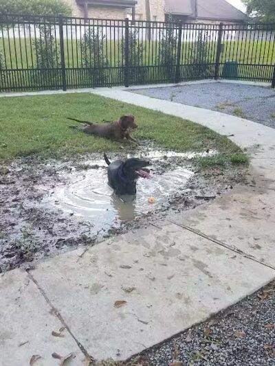 Pontiff Park Dog Park - Metairie, LA