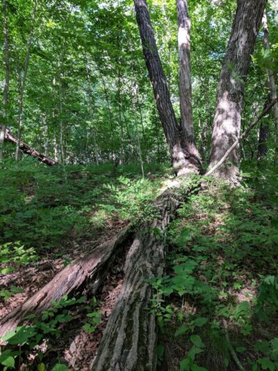 Black Partridge Park - Metamora, IL