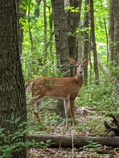 Black Partridge Park - Metamora, IL