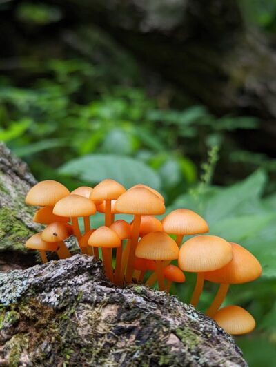Black Partridge Park - Metamora, IL