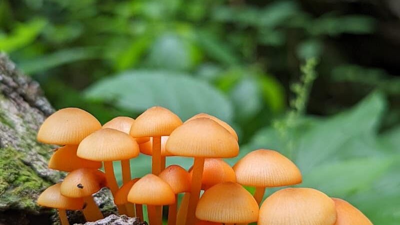 Black Partridge Park - Metamora, IL