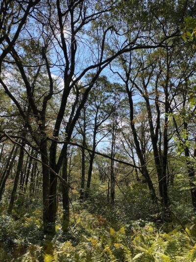 Mount Davis Pennsylvania Highpoint Trailhead - Meyersdale, PA