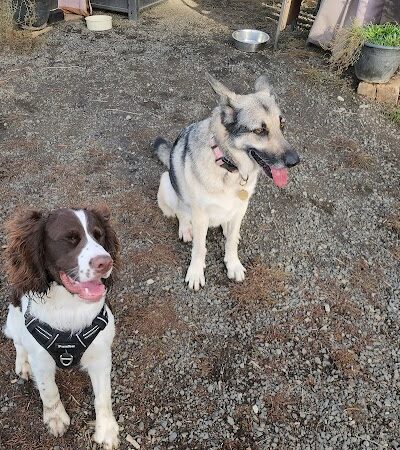 Dawn to Dusk Doggy Domain Private Dog Park- By Reservation Only - Mica, WA
