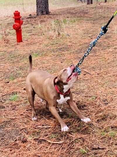 Dawn to Dusk Doggy Domain Private Dog Park- By Reservation Only - Mica, WA