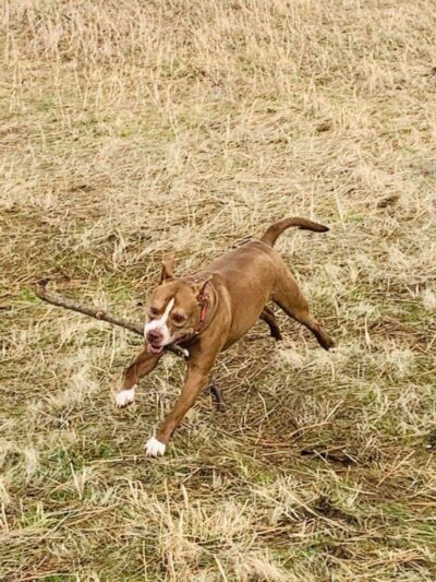 Dawn to Dusk Doggy Domain Private Dog Park- By Reservation Only - Mica, WA