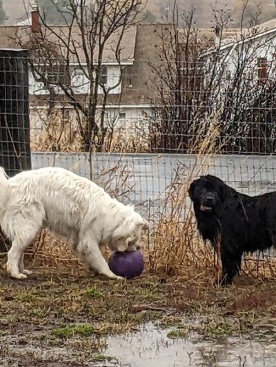 Dawn to Dusk Doggy Domain Private Dog Park- By Reservation Only - Mica, WA