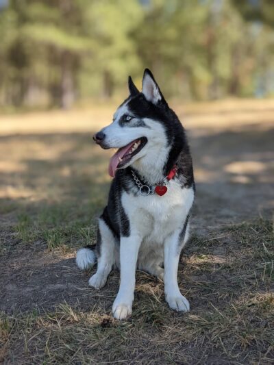 Dawn to Dusk Doggy Domain Private Dog Park- By Reservation Only - Mica, WA