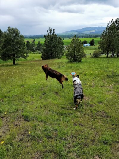 Dawn to Dusk Doggy Domain Private Dog Park- By Reservation Only - Mica, WA