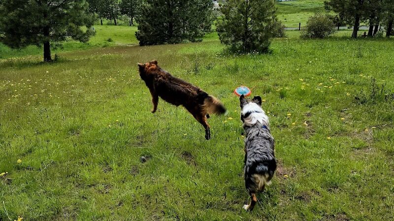 Dawn to Dusk Doggy Domain Private Dog Park- By Reservation Only - Mica, WA