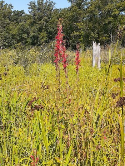 Beverly Shores Project Area - Michigan City, IN
