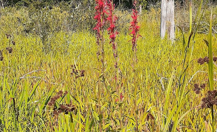 Beverly Shores Project Area - Michigan City, IN