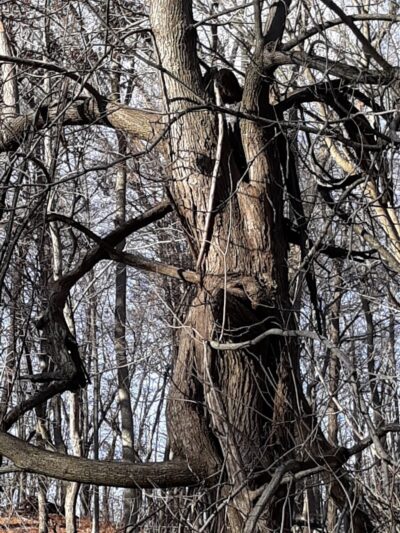 Creek Ridge County Park - Michigan City, IN