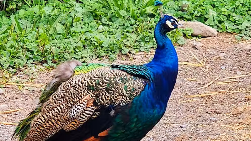 Broome Animal Sanctuary - Middleburgh, NY