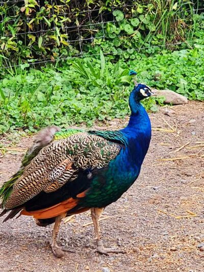 Broome Animal Sanctuary - Middleburgh, NY