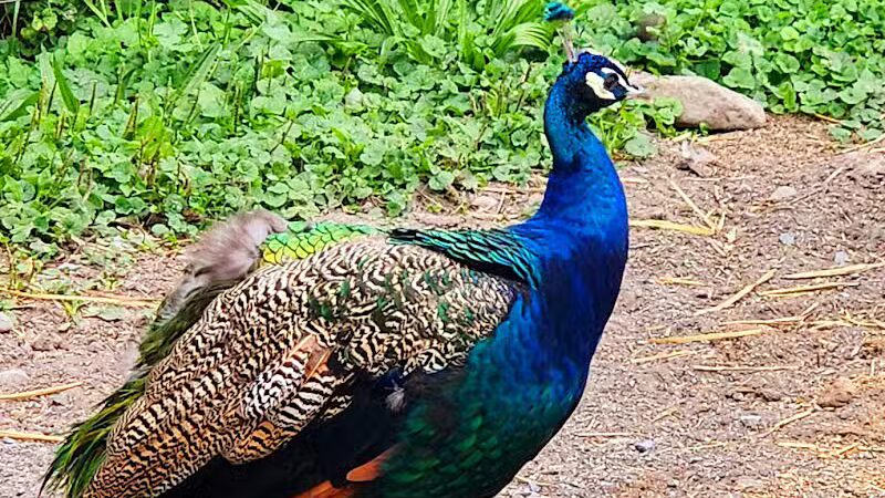 Broome Animal Sanctuary - Middleburgh, NY